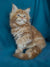 Fluffy orange Maine Coon kitten named Rudy with bright blue eyes, a great companion