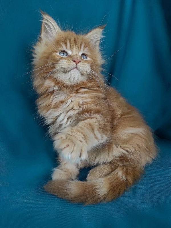 Fluffy orange Maine Coon kitten named Rudy with bright blue eyes, a great companion