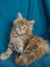 Fluffy orange Maine Coon kitten with bright blue eyes, the perfect good companion