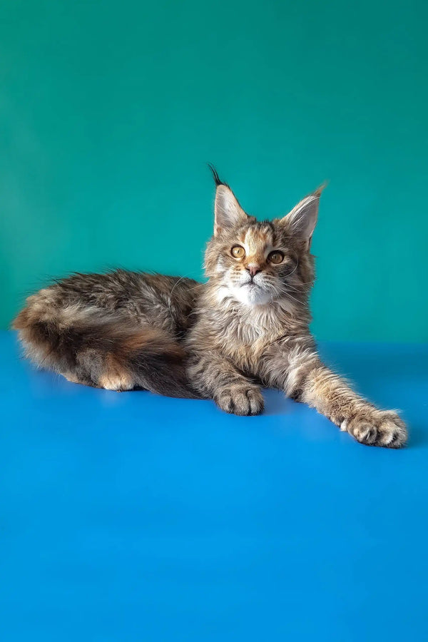 Rufalina | maine coon kitten