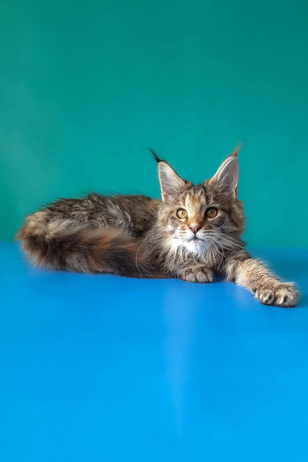 Rufalina | maine coon kitten