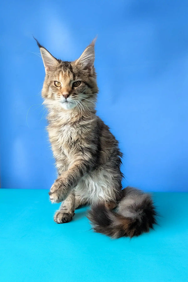 Rufalina | maine coon kitten