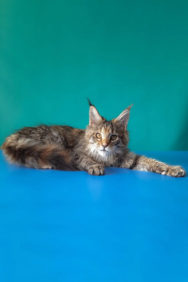 Rufalina | maine coon kitten