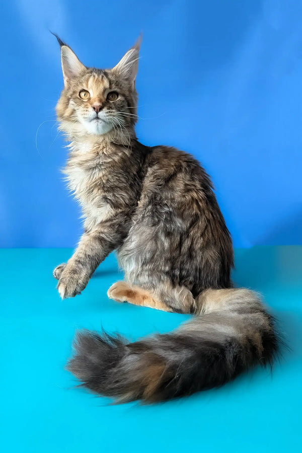 Rufalina | maine coon kitten