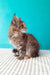 Fluffy brown tabby kitten from the Rufalina Maine Coon Kitten collection