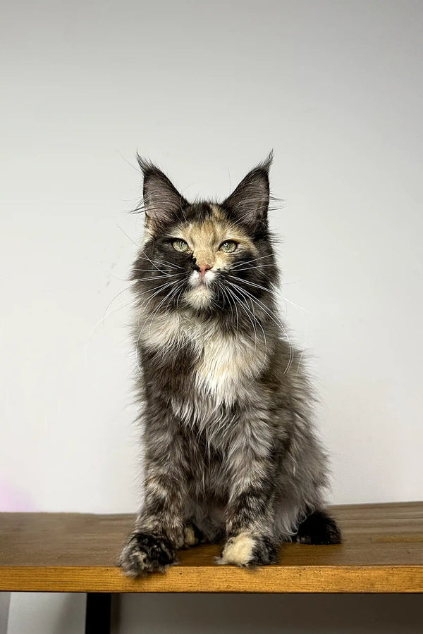 Long-haired Maine Coon kitten Runa sitting upright with alert expression and ear tufts