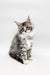 Fluffy gray and white Maine Coon kitten sitting upright for Runa Maine Coon product