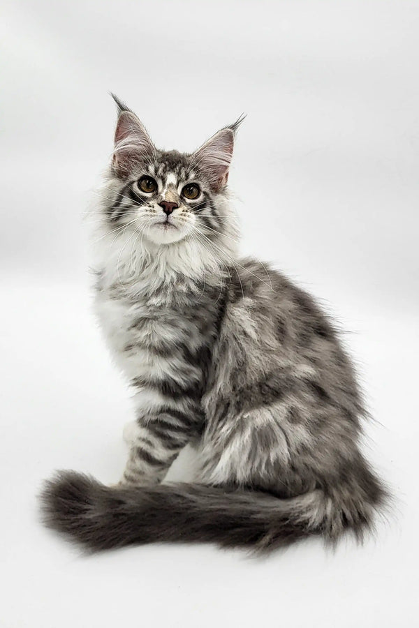 Long-haired tabby Runa Maine Coon kitten with ear tufts and fluffy tail