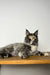 Long-haired Maine Coon kitten lounging on wood, showcasing black smoke fur