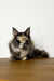 Long-haired Maine Coon kitten with ear tufts sitting on a wooden surface