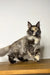 Long-haired Maine Coon kitten with ear tufts and fluffy tail, perfect for pet lovers