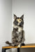 Long-haired Maine Coon kitten with ear tufts, black smoke fur, sitting proudly