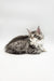 Fluffy gray and white Maine Coon kitten Runa lounging comfortably