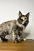 Adorable Long-haired Maine Coon Kitten with black smoke coat and unique ear tufts