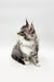 Fluffy gray and white Maine Coon kitten sitting upright, featuring Runa Maine Coon design