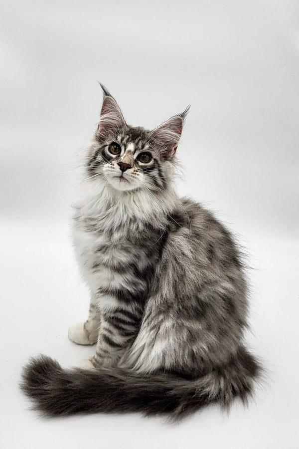 Fluffy Maine Coon kitten Runa with ear tufts and a bushy tail ready for cuddles