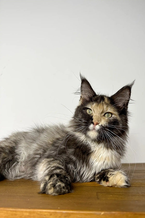Long-haired Maine Coon kitten Runa with black smoke coat and cute ear tufts