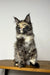 Long-haired tortoiseshell Maine Coon kitten sitting upright on wood surface