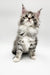 Fluffy gray and white Runa Maine Coon kitten with big ears and wide eyes