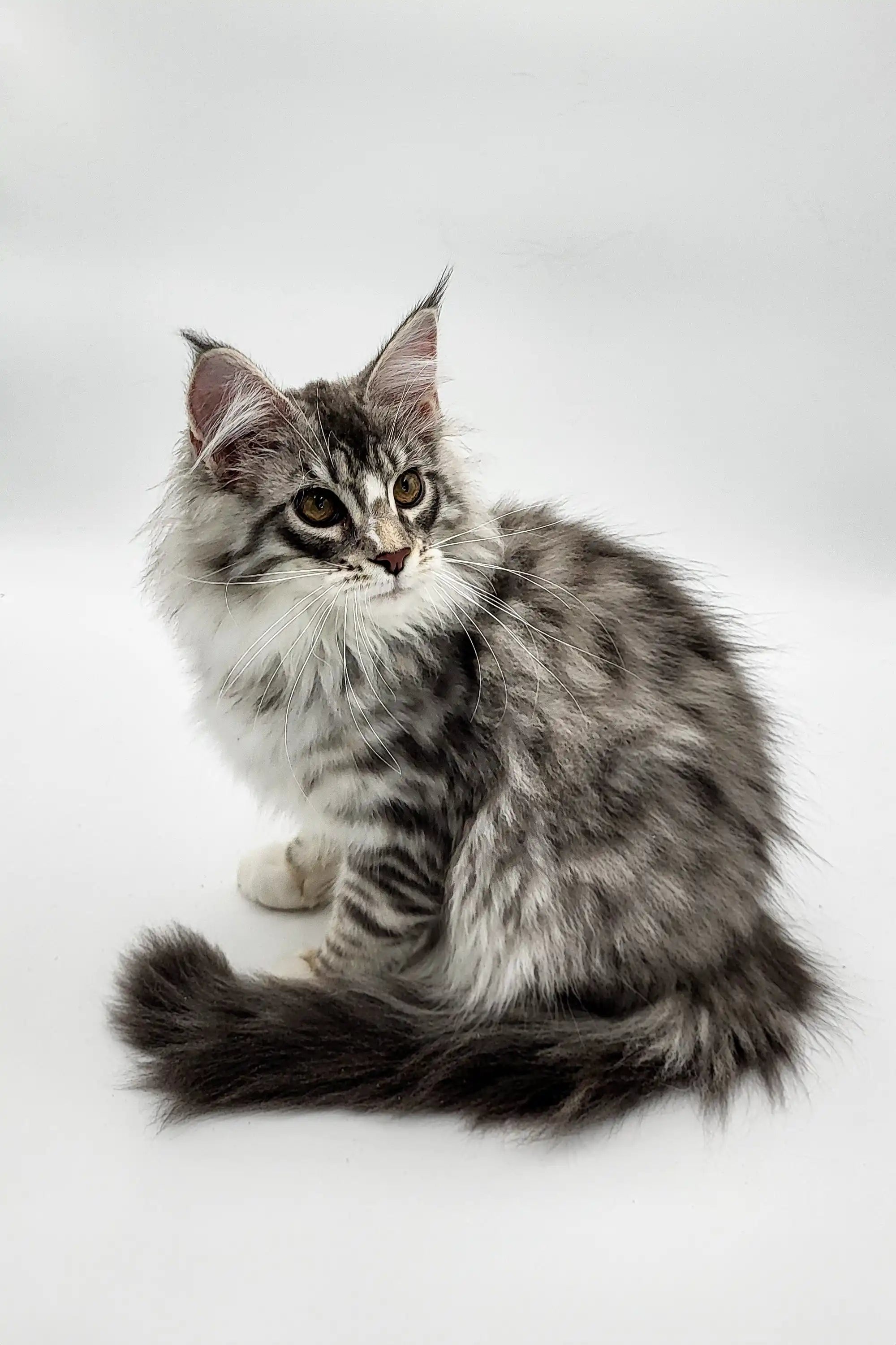 Maine Coon Kittens for Sale Runa | Kitten