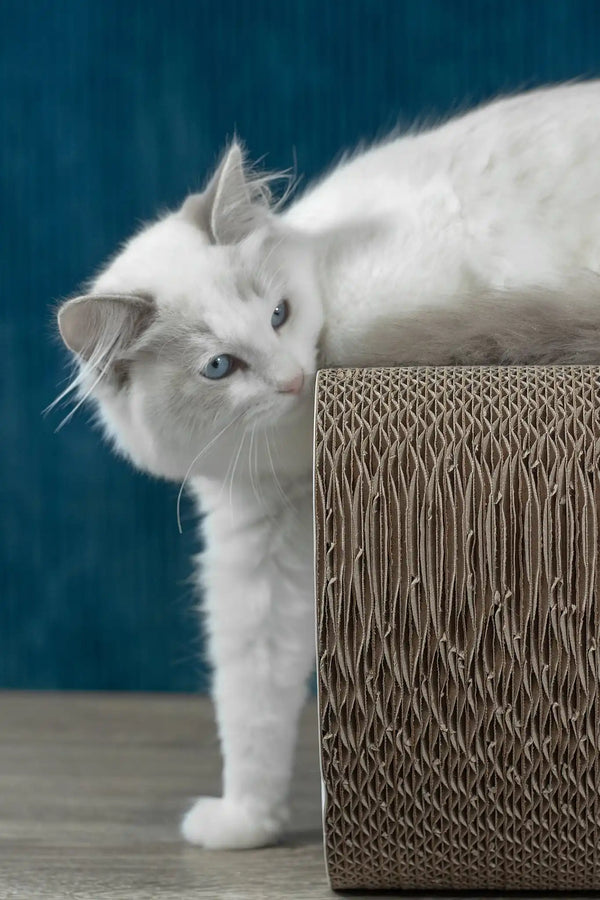 Runa | ragdoll kitten