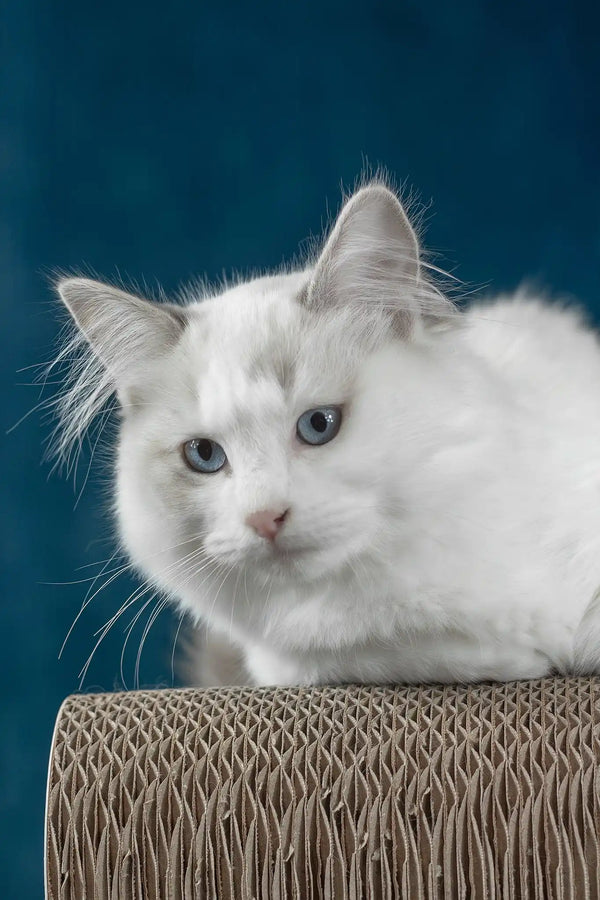 Runa | ragdoll kitten