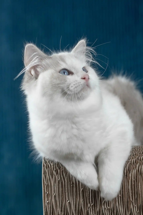 Runa | ragdoll kitten