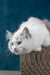 Runa | ragdoll kitten