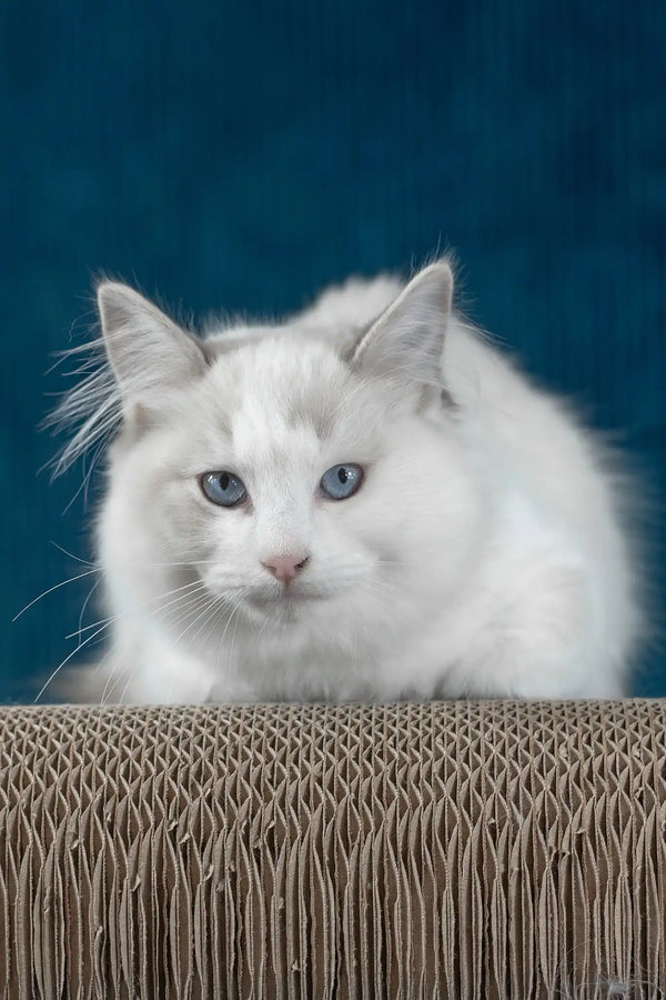 Runa | ragdoll kitten