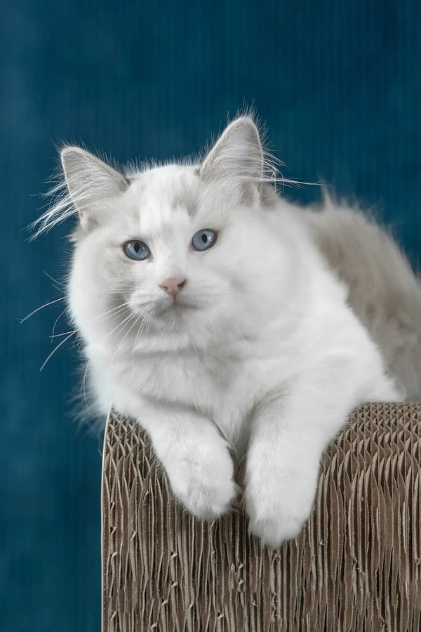 Runa | ragdoll kitten