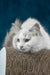 Runa | ragdoll kitten