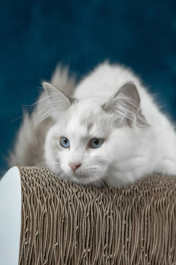 Runa | ragdoll kitten