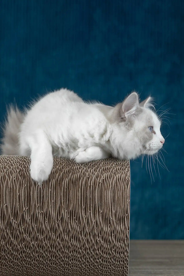 Runa | ragdoll kitten