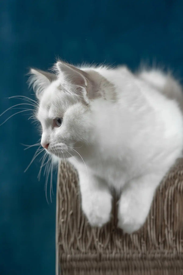 Runa | ragdoll kitten