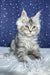 Runе | maine coon kitten