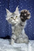 Runе | maine coon kitten