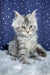 Runе | maine coon kitten