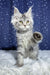 Runе | maine coon kitten