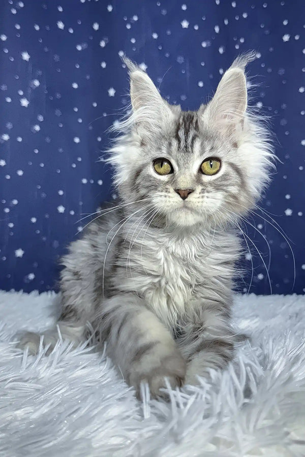 Runе | maine coon kitten