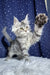 Runе | maine coon kitten