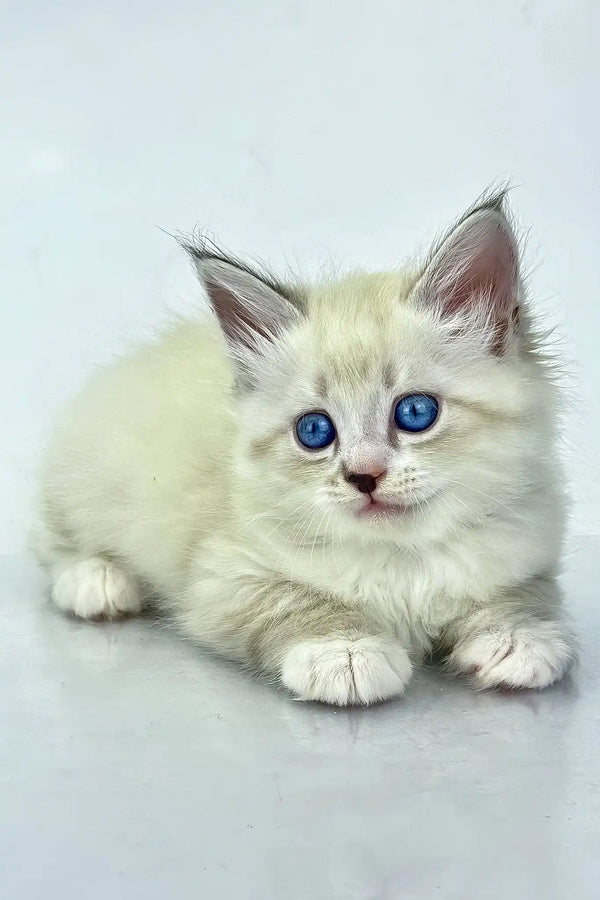 Rurik | siberian kitten