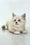 Rurik | Siberian Kitten
