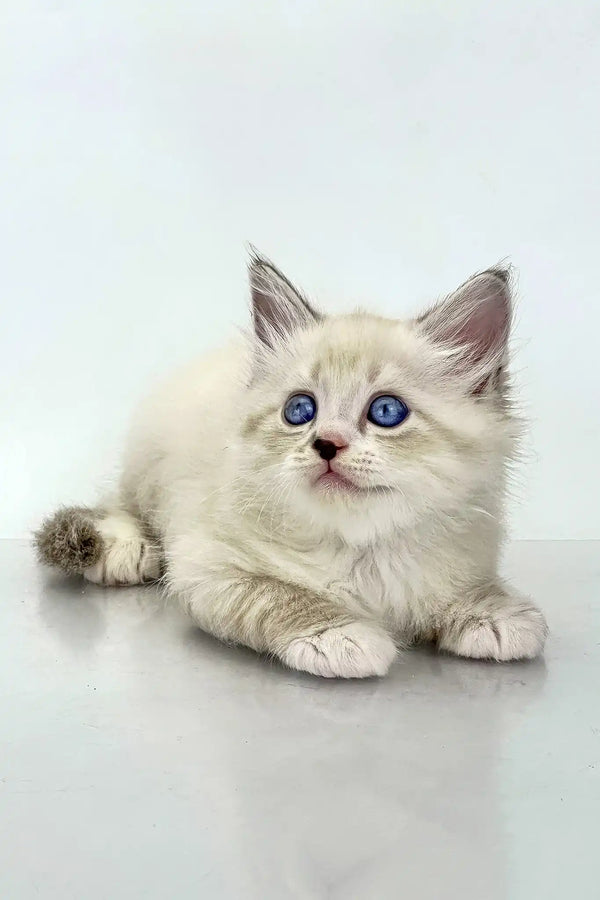 Rurik | siberian kitten