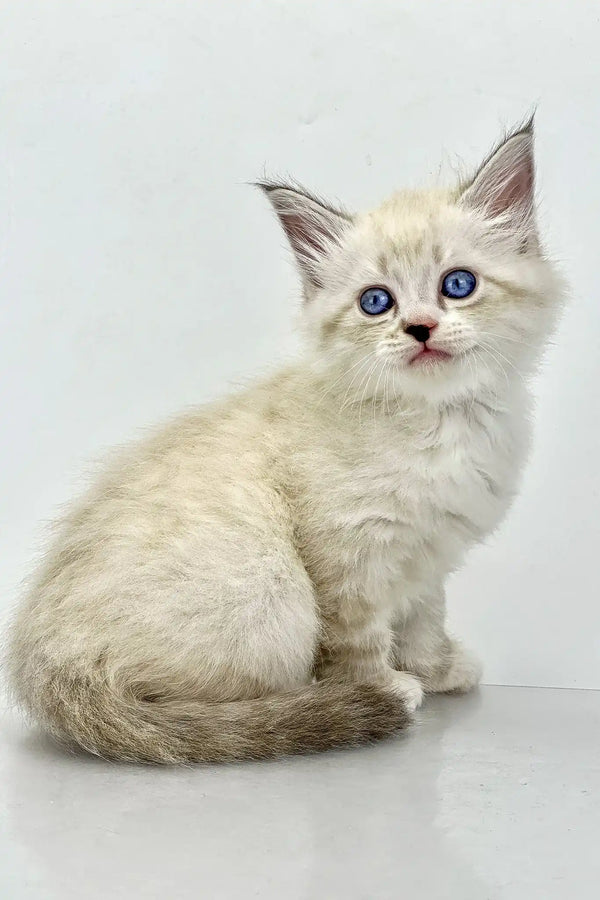 Rurik | siberian kitten