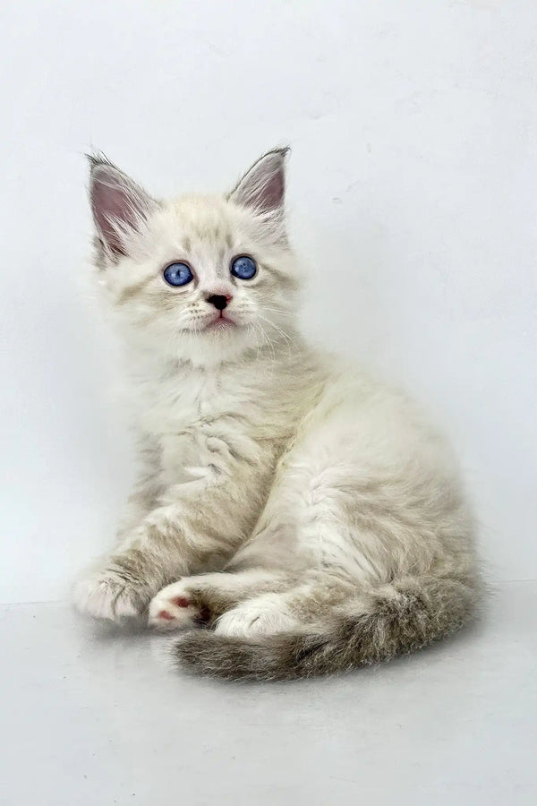 Rurik | siberian kitten