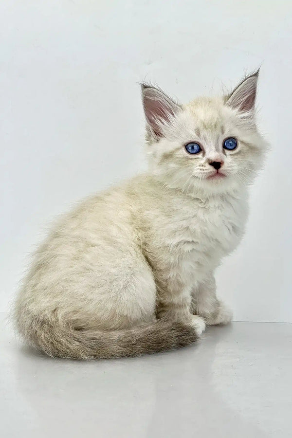 Rurik | siberian kitten