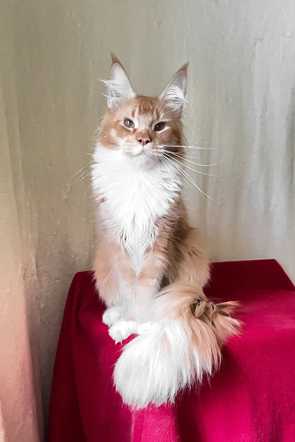 Ruslan | maine coon kitten