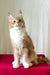 Ruslan | maine coon kitten