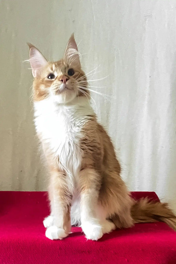 Ruslan | maine coon kitten