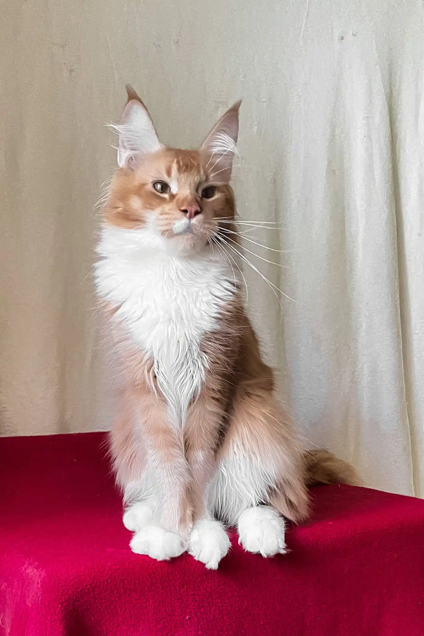 Ruslan | maine coon kitten